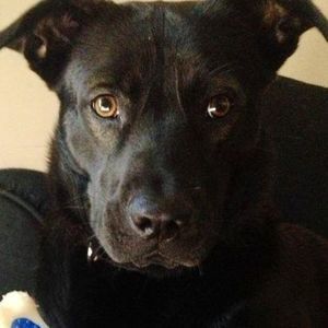 Meet your Posher, Lee lee